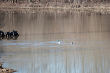 Three Mallard Ducks