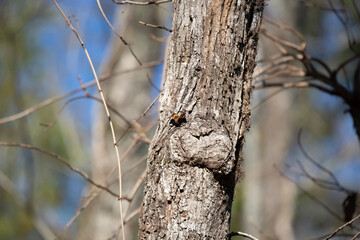 Red Admiral Butterfly