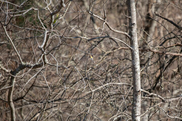 Yellow-Rumped Warbler Flying