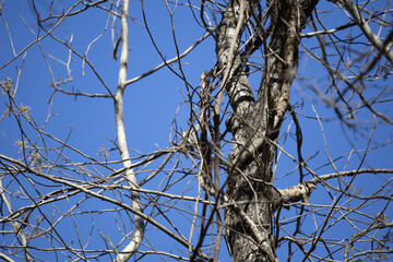 Curious Yellow-Rumped Warbler