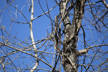 Curious Yellow-Rumped Warbler