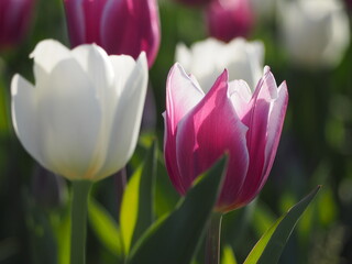 春の風景　チューリップ畑