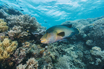 Fototapeta na wymiar Cheilinus undulatus, maori wrasse humphead fish in australia
