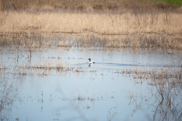Male Canvasback Duck Swimming