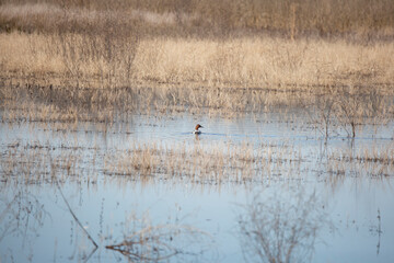 Curious Male Canvasback Duck