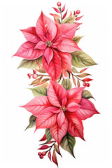 Beautiful lush Christmas pink poinsettia garland on white background, detailed watercolor illustration