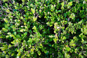 Bushes of boxwood evergreens in an arboretum close-up
