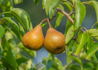 Two ripe pears hanging on a branch