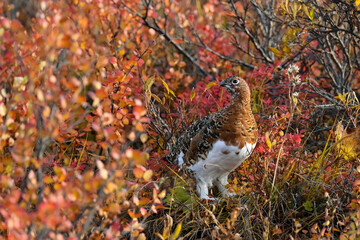 A Willow Ptarmigan (Lagopus lagopus) surrounded by autumn foliage in Denali National Park and Preserve, Alaska. 
