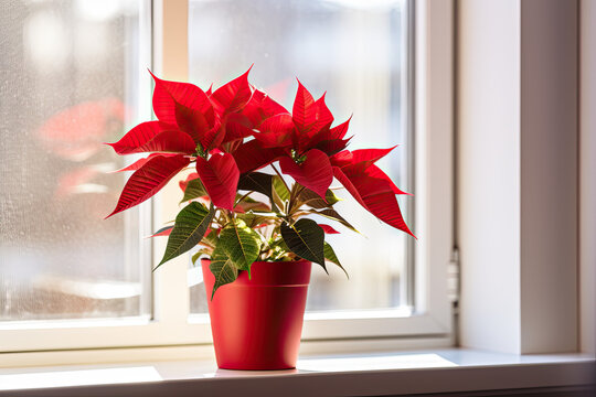 Red poinsettias flower in a pot on the window 