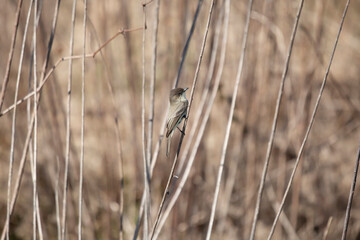 Eastern Phoebe