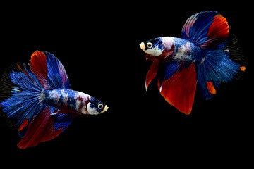 Fototapeta premium Betta fish Halfmoon long tail, short tail, Crowntails and Dumbo from Thailand [Siamese fighting fish] on isolated Black background.