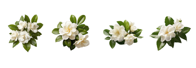 Watercolor flowers on a white background without shadows for illustration.