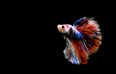 Betta fish Halfmoon long tail, short tail, Crowntails and Dumbo from Thailand [Siamese fighting...