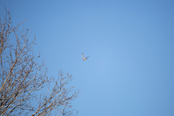 American Kestrel Flying through a Blue Sky