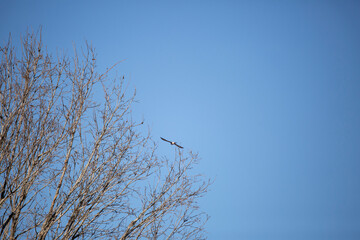 Fototapeta na wymiar American Kestrel Flying over Trees