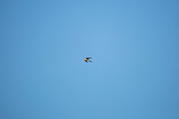American Kestrel in Flight