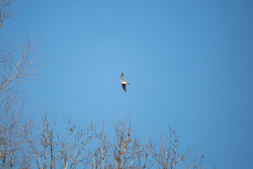 American Kestrel in Flight