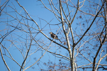 Northern Mockingbird