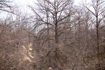 Forest in the Winter