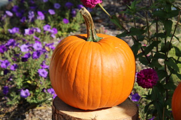pumpkin on stump