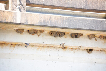 Cliff Swallows Nesting