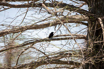 Male Red-Winged Blackbird