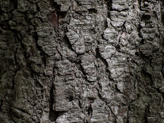 Interesting wood surface