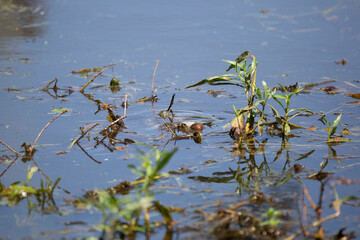 Red-Eared Slider in the Water