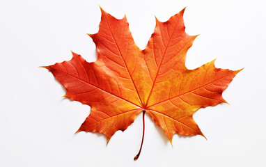 Naklejka na ściany i meble Autumn maple leaf on white background