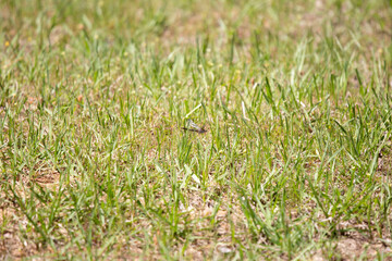 Female Blue Dasher Dragonfly