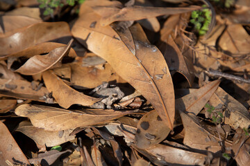 Northern Cricket Frog