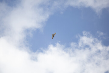 Red-Tailed Hawk Soaring