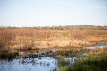 Duck Impoundment