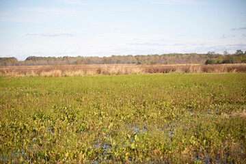 Duck Impoundment