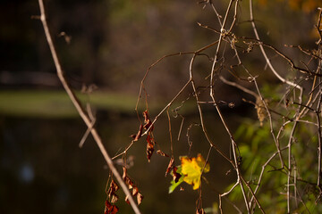 Dead Leaves on a Dead Vine