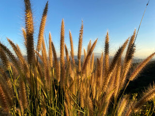 A grass flower in front of light blue sky and white cloudy with sunshine of sunset. Color shade of nature background