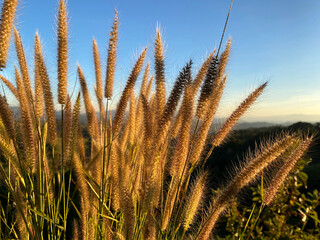 A grass flower in front of light blue sky and white cloudy with sunshine of sunset. Color shade of nature background