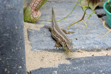 A wild sand lizard standing on a paving brick, trumpet pitchers and forked sundew leaves in the...