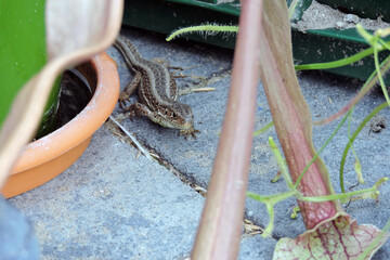 A wild sand lizard standing on a paving brick, trumpet pitchers and forked sundew leaves in the...