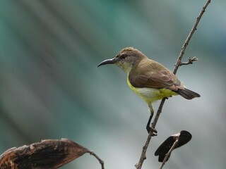 Close-up of sunbird perching on branch