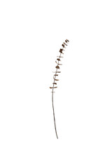 Single Eucalyptus Branch with Brown Leaves (Transparent Background)