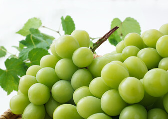 シャインマスカット　　　白バック