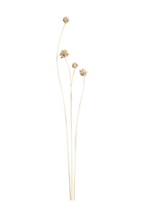 Set of Dried Tall Grass Stems with Flower Blooms (Transparent Background)