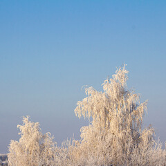 frost on the branches of a birch forest in winter at sunset