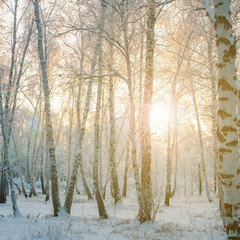 frost on the branches of a birch forest in winter at sunset