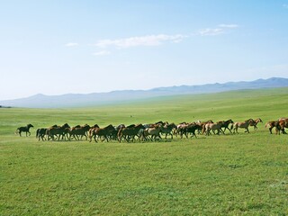 モンゴルの草原にいた馬の群れ（放牧）