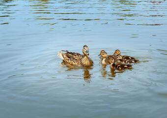 Mother duck with ducklings swims in a pond