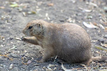 Meerkat found and gnaws at the straw. Photo a meerkat. Photo a wild animal meerkat. Meerkat gnaws straw