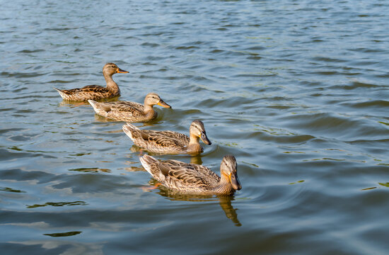 Cheerful young ducks on a summer day.